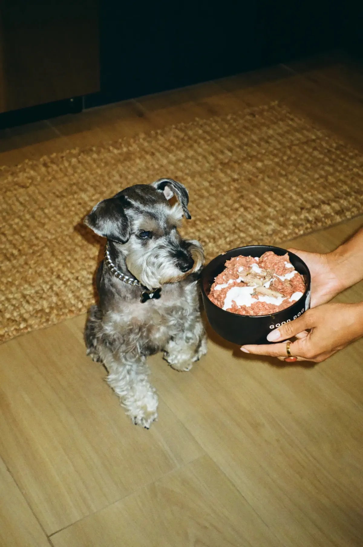 Dog eating Raw Dawg raw food