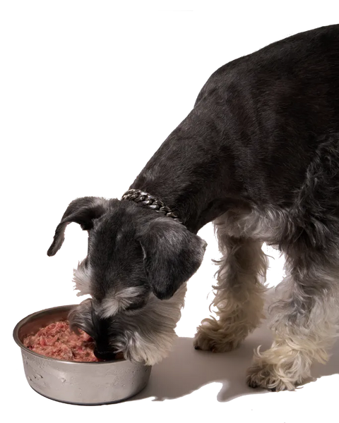 B.J. waiting for a Raw Dawg bowl